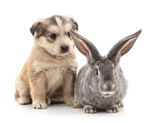 Puppy and  rabbit.