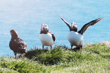 Verrückte Vögel Vogel Bird am Fliegen