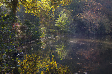 Herbstlandschaft im Rombergpark, Dortmund, Nordrhein-Westfalen, Deutschland, Europa