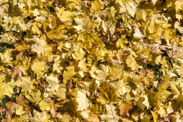 Autumn foliage. Maple leaves. Autumn Background