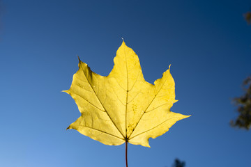 Yellow maple leaf against the blue sky on a sunny day