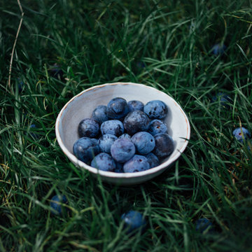 Damsons in the grass