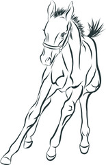 Obraz na płótnie Canvas A sketch of a merry foal.