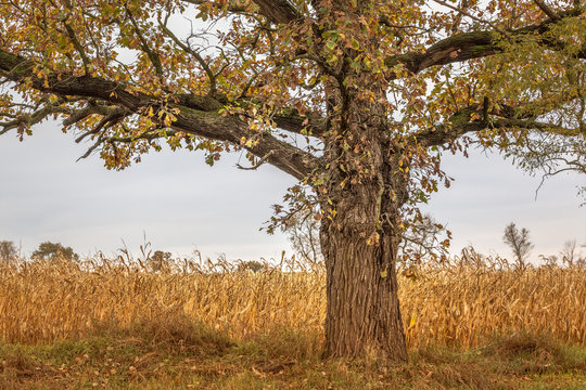 A white oak tree spreads it's fall colored leaves and branches over a corn field awaiting harvest.