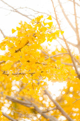 Ginkgo trees Autumn