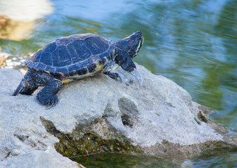 big beautiful turtle