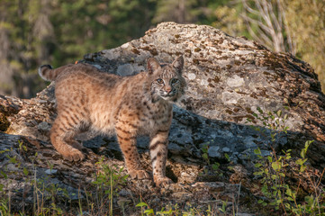 Bobcat 