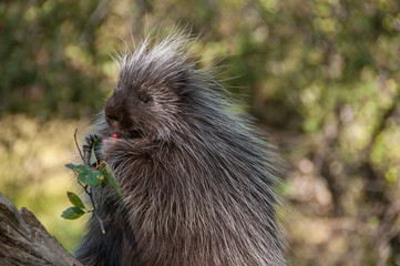Porcupine eating rose hips