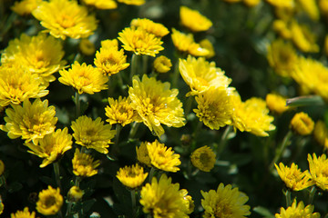 Chrisanthemum being grown in plastic pot. Outdoor flowers. Autumn season.