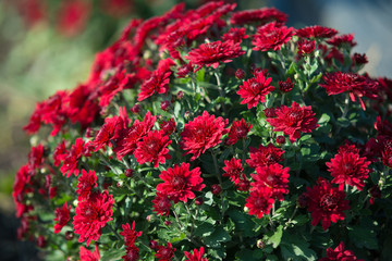 Naklejka premium Chrisanthemum being grown in plastic pot. Outdoor flowers. Autumn season.