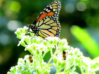 Butterfly on Blossoms