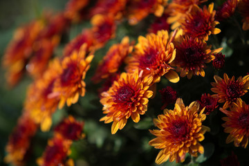 Chrisanthemum being grown in plastic pot. Outdoor flowers. Autumn season.
