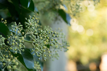 Colorful autumn leaves on tree branch