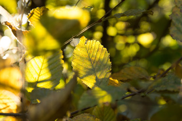Colorful autumn leaves on tree branch