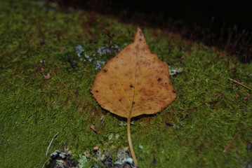 Yellow autumn leaf lying on a green moss
