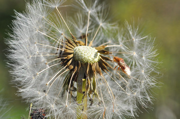 Dandelion with seeds blowing away in the wind. Dandelion seeds in nature.