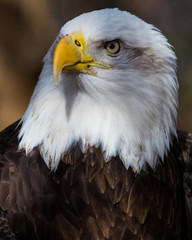 Bald eagle closeup