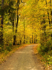 Fototapeta na wymiar Path in a forest in autumn - Bavaria