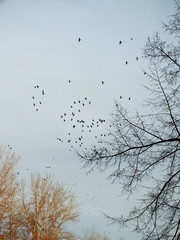 birds flying to the south. silhouette of birds and trees.