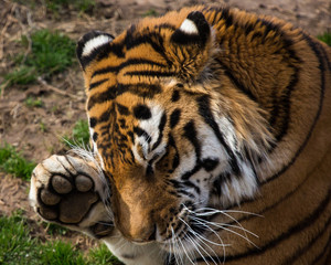 Tiger itch
