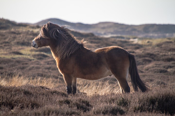 Texelpferd in den Dünen