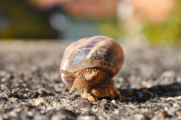 Curious snail crawling on concrete. Burgundy snail, Helix, Roman snail, edible snail or escargot crawling