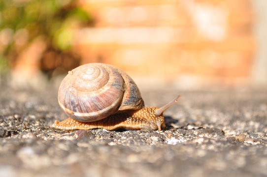 Curious snail crawling on concrete. Burgundy snail, Helix, Roman snail, edible snail or escargot crawling