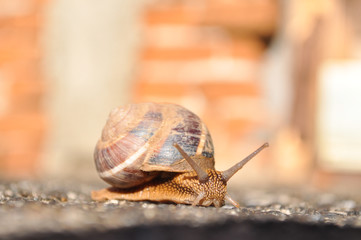 Curious snail crawling on concrete. Burgundy snail, Helix, Roman snail, edible snail or escargot crawling