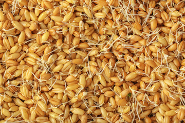 Sprouting wheat grass seeds, closeup