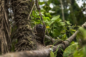 Faultier auf baum im Dschungel am Amazonas Kolumbien