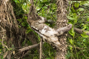 Faultier auf baum im Dschungel am Amazonas Kolumbien