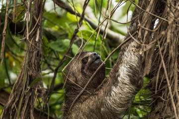 Faultier auf baum im Dschungel am Amazonas Kolumbien