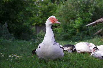 Muscovi duck with red face walking in green grass