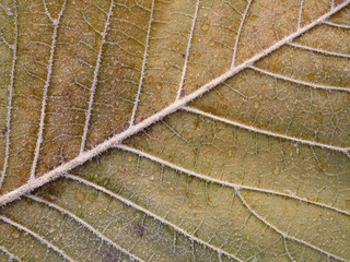 Fototapeta na wymiar Old leaf, background, texture, close-up. 