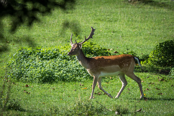 Male deer walking