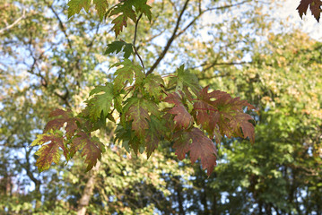 Acer saccharium