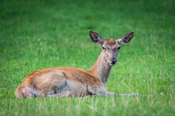 Deer sitting on the ground