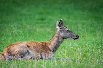 Deer sitting on the ground