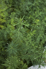 Artemisia vulgaris
