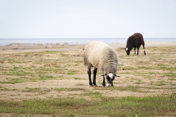 Sheep by the sea