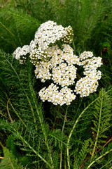 Schafgarbe, h. © pholidito