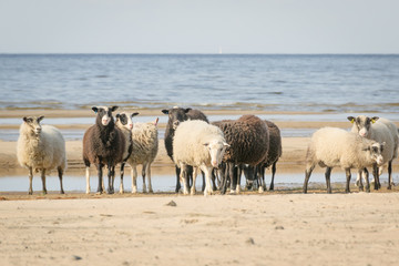 Sheep by the sea