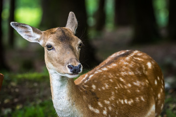 Deer portrait