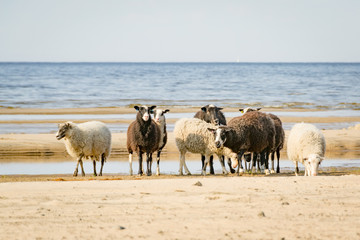 Sheep by the sea