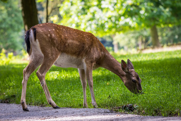 Deer eating