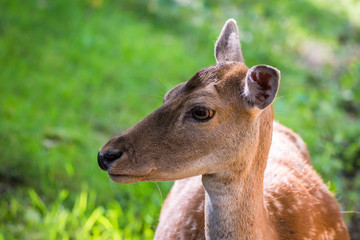 Deer portrait