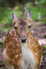 Deer portrait