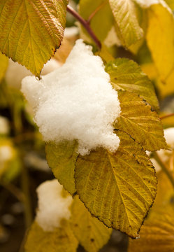 snow on the yellow leaves of the raspberry bush