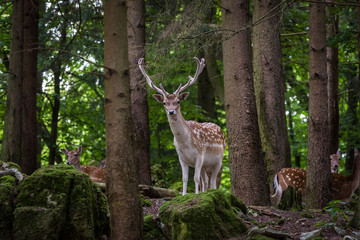 Deer in forrest