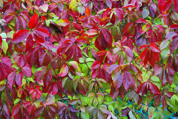 Multicolored foliage of wild grapes in autumn